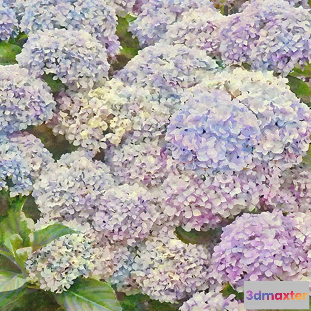 1677442 - La Stanza - Flora 800285 3D Max